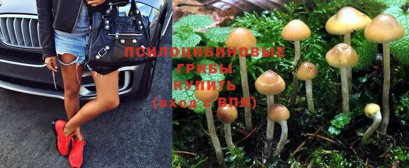 где купить наркотик  Алушта  Псилоцибиновые грибы Cubensis 